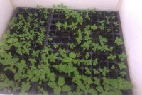 Rasad za pikiranje 3-5 cm 200 kom